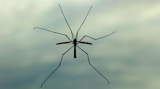 Schnake an Fenster